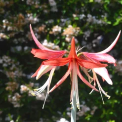 Amaryllis 'Sumatra' -UK Garden Plants Shop amaryllis sumatra 5 scaled