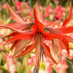 Amaryllis 'Sumatra' -UK Garden Plants Shop amaryllis sumatra 6 scaled