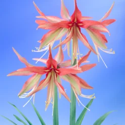 Amaryllis 'Sumatra' -UK Garden Plants Shop amaryllis sumatra 7