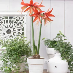 Amaryllis 'Sumatra' -UK Garden Plants Shop amaryllis sumatra 8