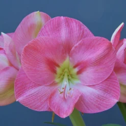 Amaryllis 'Susan' -UK Garden Plants Shop amaryllis susan 2