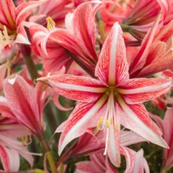 Amaryllis 'Sweet Lilian' -UK Garden Plants Shop amaryllis sweet lilian 1 scaled