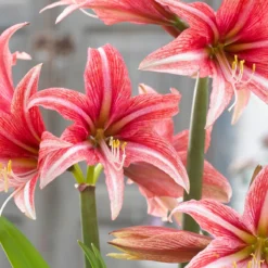 Amaryllis 'Sweet Lilian' -UK Garden Plants Shop amaryllis sweet lilian 10