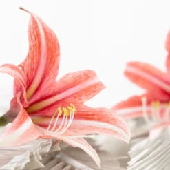 Amaryllis 'Sweet Lilian' -UK Garden Plants Shop amaryllis sweet lilian 12