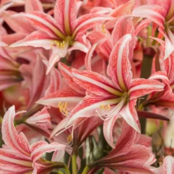 Amaryllis 'Sweet Lilian' -UK Garden Plants Shop amaryllis sweet lilian 2 scaled