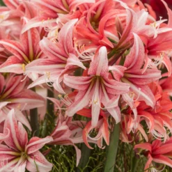 Amaryllis 'Sweet Lilian' -UK Garden Plants Shop amaryllis sweet lilian 3 scaled