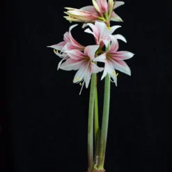 Amaryllis 'Sweet Lilian' -UK Garden Plants Shop amaryllis sweet lilian 4 scaled