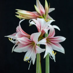 Amaryllis 'Sweet Lilian' -UK Garden Plants Shop amaryllis sweet lilian 5 scaled