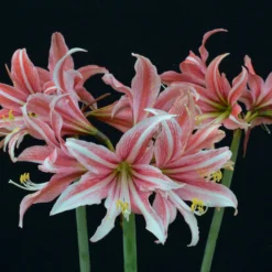 Amaryllis 'Sweet Lilian' -UK Garden Plants Shop amaryllis sweet lilian 6 scaled