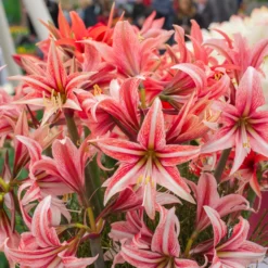 Amaryllis 'Sweet Lilian' -UK Garden Plants Shop amaryllis sweet lilian 7 scaled