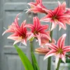 Amaryllis 'Sweet Lilian' -UK Garden Plants Shop amaryllis sweet lilian 9