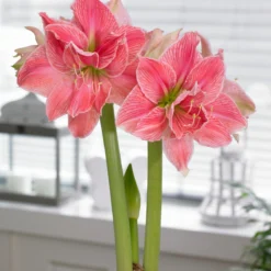 Amaryllis 'Sweet Nymph' -UK Garden Plants Shop amaryllis sweet nymph 1