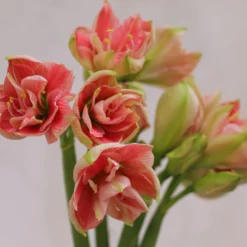 Amaryllis 'Sweet Nymph' -UK Garden Plants Shop amaryllis sweet nymph 10 scaled