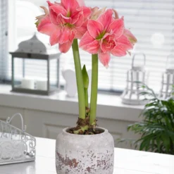 Amaryllis 'Sweet Nymph' -UK Garden Plants Shop amaryllis sweet nymph 3