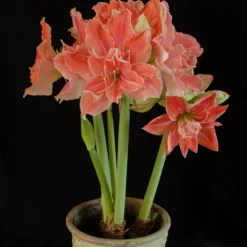 Amaryllis 'Sweet Nymph' -UK Garden Plants Shop amaryllis sweet nymph 4 scaled