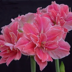 Amaryllis 'Sweet Nymph' -UK Garden Plants Shop amaryllis sweet nymph 6 scaled