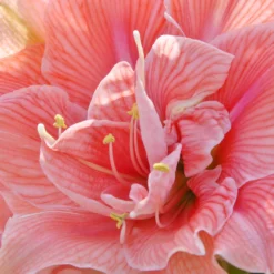 Amaryllis 'Sweet Nymph' -UK Garden Plants Shop amaryllis sweet nymph 7 scaled