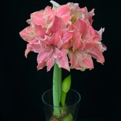 Amaryllis 'Sweet Nymph' -UK Garden Plants Shop amaryllis sweet nymph 8 scaled