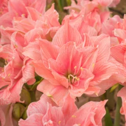 Amaryllis 'Sweet Nymph' -UK Garden Plants Shop amaryllis sweet nymph 9 scaled