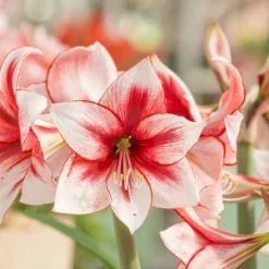 Amaryllis 'Temptation' -UK Garden Plants Shop amaryllis temptation 0 scaled