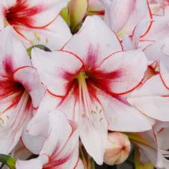 Amaryllis 'Temptation' -UK Garden Plants Shop amaryllis temptation 1