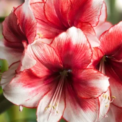 Amaryllis 'Temptation' -UK Garden Plants Shop amaryllis temptation 1 80db23f0 5c71 4715 a7e8 f28da9ea3b65 scaled
