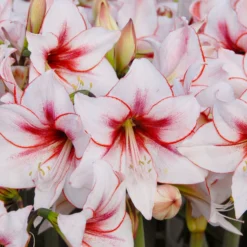 Amaryllis 'Temptation' -UK Garden Plants Shop amaryllis temptation 2