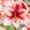 Amaryllis 'Temptation' -UK Garden Plants Shop amaryllis temptation 2 9fb3eab2 452a 4246 b259 3963d827adc5 scaled