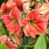 Amaryllis 'Terra Cotta Star' -UK Garden Plants Shop amaryllis terra cotta star 0