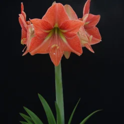Amaryllis 'Terra Cotta Star' -UK Garden Plants Shop amaryllis terra cotta star 2 scaled