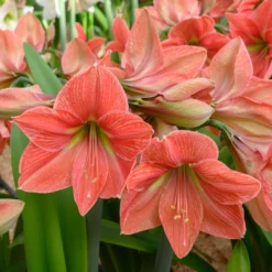 Amaryllis 'Terra Cotta Star' -UK Garden Plants Shop amaryllis terra cotta star 3 scaled