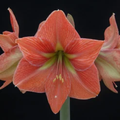 Amaryllis 'Terra Cotta Star' -UK Garden Plants Shop amaryllis terra cotta star 4 scaled