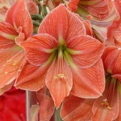 Amaryllis 'Terra Cotta Star' -UK Garden Plants Shop amaryllis terra cotta star 5