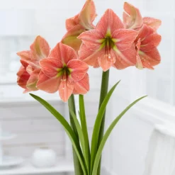 Amaryllis 'Terra Cotta Star' -UK Garden Plants Shop amaryllis terra cotta star 6