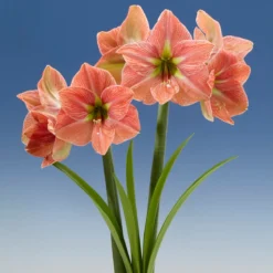 Amaryllis 'Terra Cotta Star' -UK Garden Plants Shop amaryllis terra cotta star 7