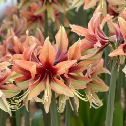 Amaryllis 'Wild Amazone' 14 Amaryllis 'Wild Amazone' -UK Garden Plants Shop amaryllis wild amazone 0 scaled