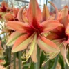 Amaryllis 'Wild Amazone' 2 Amaryllis 'Wild Amazone' -UK Garden Plants Shop amaryllis wild amazone 00 scaled