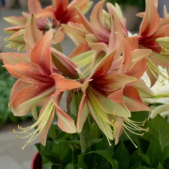 Amaryllis 'Wild Amazone' 17 Amaryllis 'Wild Amazone' -UK Garden Plants Shop amaryllis wild amazone 1 scaled