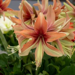 Amaryllis 'Wild Amazone' 22 Amaryllis 'Wild Amazone' -UK Garden Plants Shop amaryllis wild amazone 2 scaled