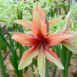 Amaryllis 'Wild Amazone' 20 Amaryllis 'Wild Amazone' -UK Garden Plants Shop amaryllis wild amazone 4 scaled