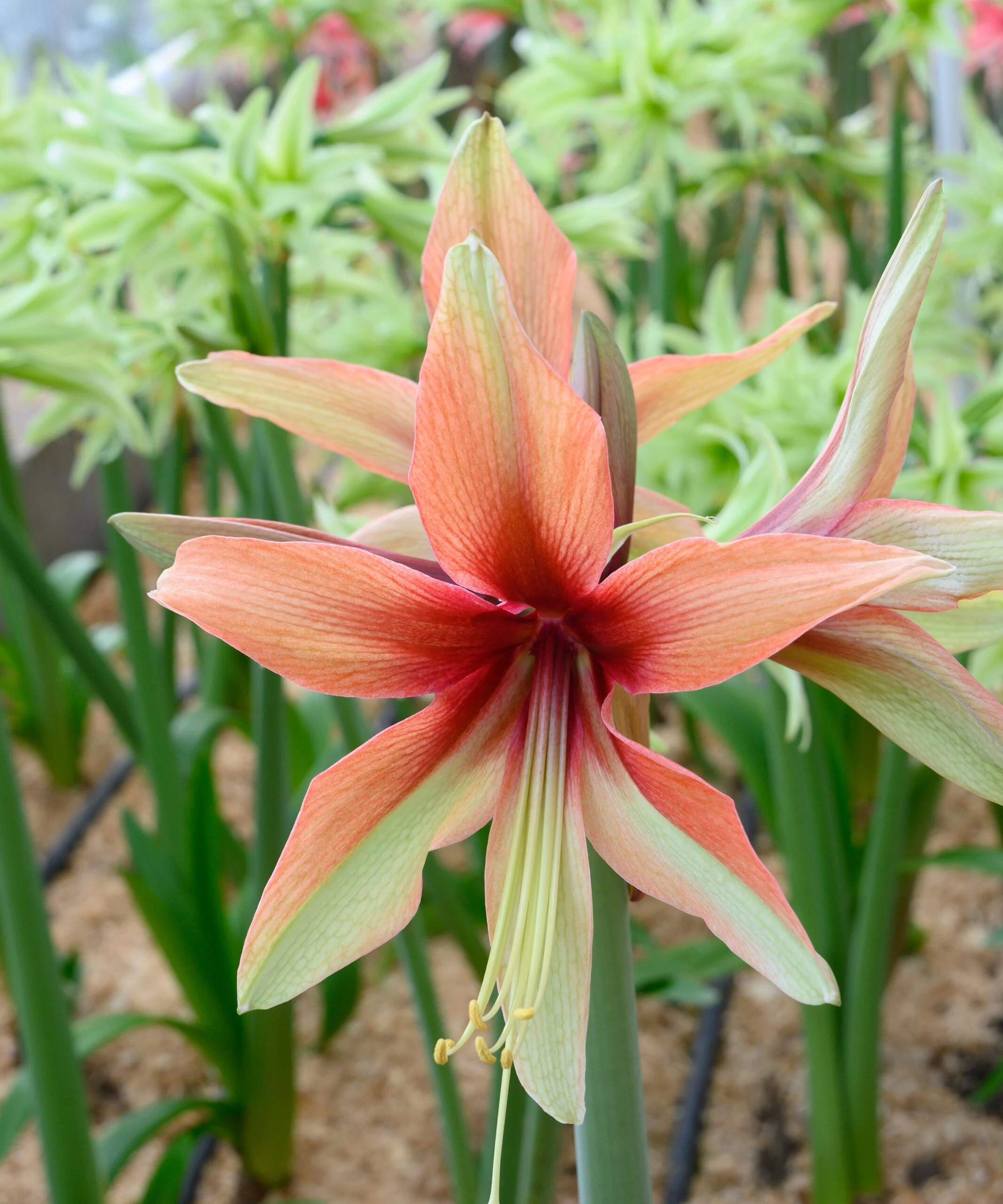 Amaryllis 'Wild Amazone' 10 Amaryllis 'Wild Amazone' - Image 8