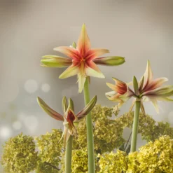 Amaryllis 'Wild Amazone' 23 Amaryllis 'Wild Amazone' -UK Garden Plants Shop amaryllis wild amazone 5 scaled
