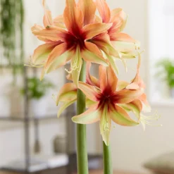Amaryllis 'Wild Amazone' 19 Amaryllis 'Wild Amazone' -UK Garden Plants Shop amaryllis wild amazone 6