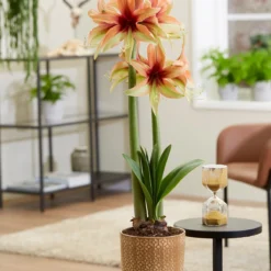 Amaryllis 'Wild Amazone' 15 Amaryllis 'Wild Amazone' -UK Garden Plants Shop amaryllis wild amazone 8