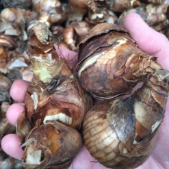 Narcissus 'Bridal Crown' -UK Garden Plants Shop bridalcrown ex2