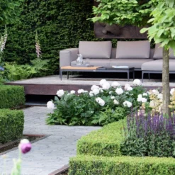 Paeonia 'Shirley Temple' -UK Garden Plants Shop chelsea flower show look