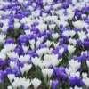 Crocus Collection 'Match Of The Day' -UK Garden Plants Shop collection crocus white blue 1