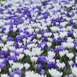 Crocus Collection 'Match Of The Day' -UK Garden Plants Shop collection crocus white blue 2
