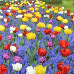 Collection 'Floating Doubles' -UK Garden Plants Shop collection floating doubles 1