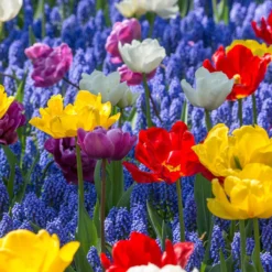 Collection 'Floating Doubles' -UK Garden Plants Shop collection floating doubles 3